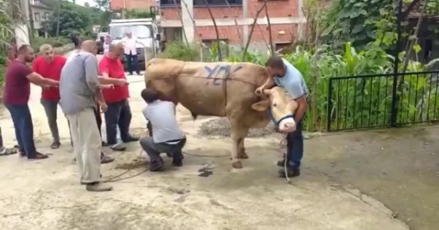 Rodeo'yu aratmadı, Trabzon’da korkutan anlar!