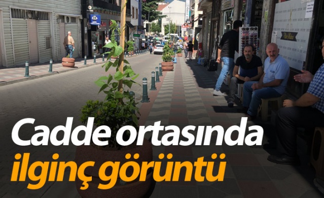 Artvin'de cadde ortasında ilginç görüntü