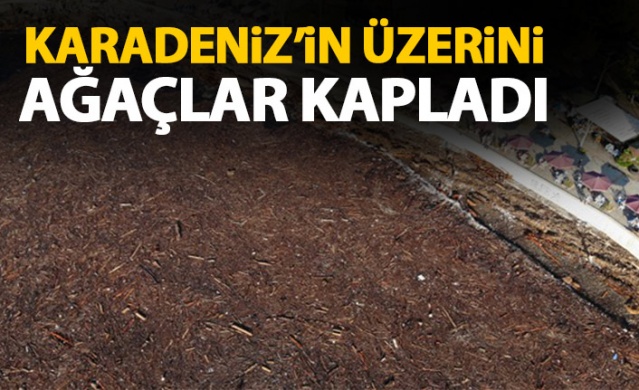 Denizin üstünü ağaçlar kapladı