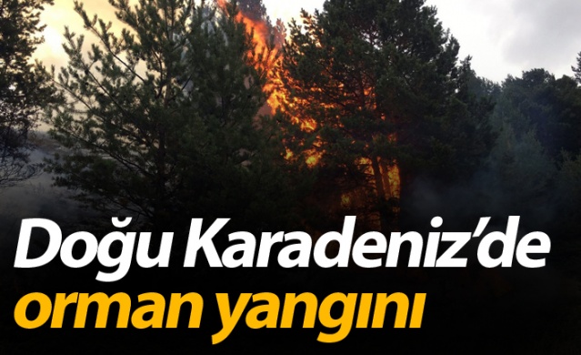 Doğu Karadeniz'de orman yangını