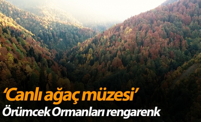 Gümüşhane'nin Örümcek Ormanları rengarenk