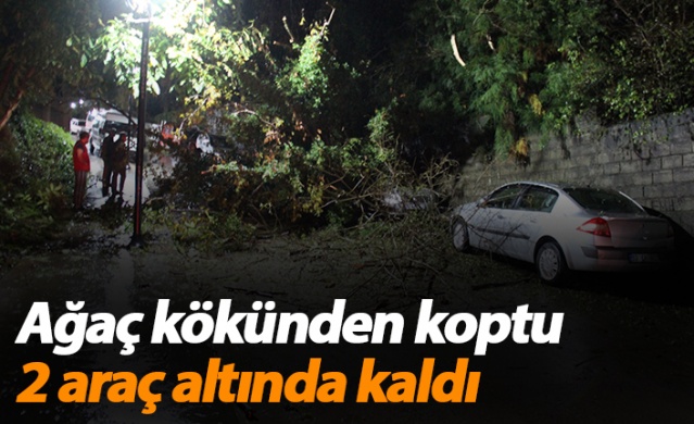 Rize’de 2 araç kökünden kopan ağacın altında kaldı