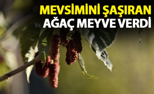 Mevsimini şaşıran dut ağacı meyve verdi