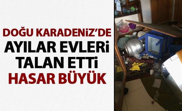 Doğu Karadeniz'de ayılar evleri talan etti