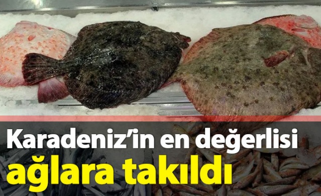 Karadeniz'in en değerli balığı ağlara takıldı