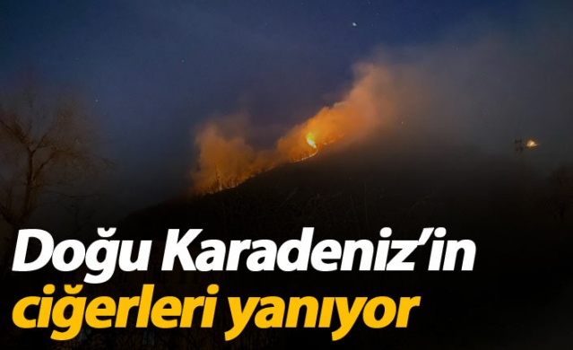 Doğu Karadeniz'in ciğerleri yanıyor