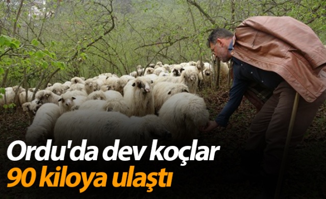 Ordu'da dev koçlar 90 kiloya ulaştı