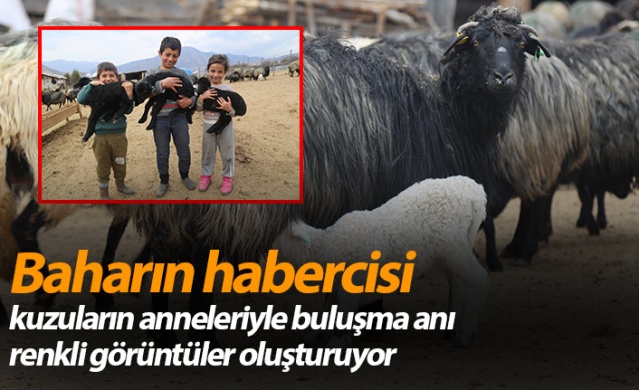 Baharın habercisi kuzuların anneleriyle buluşma anı renkli görüntüler oluşturuyor