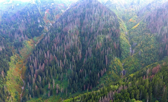 Artvin'in ladin ormanlarında kabuk böcek istilası yaşanıyor