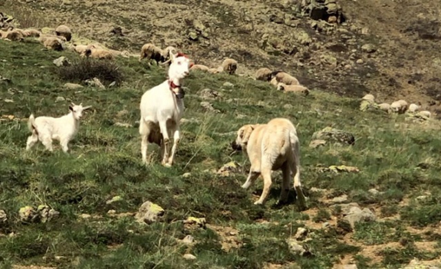 Keçi çoban köpeğine kafa tutarsa