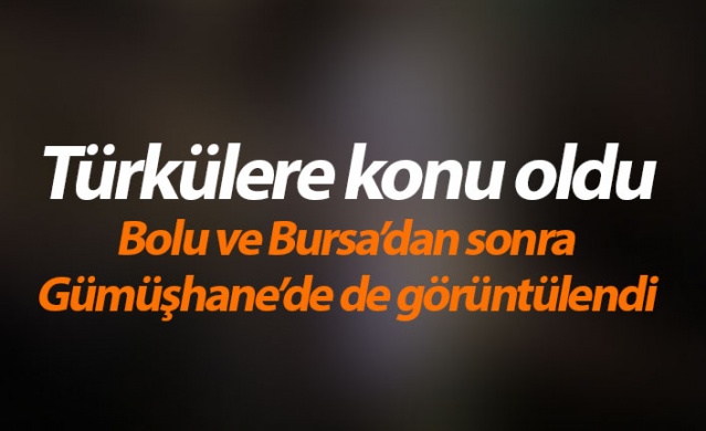 Türkiye’de bu kez Gümüşhane’de görüldü