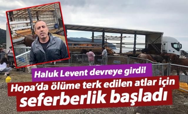 Hopa’da ölüme terk edilen atlar için Haluk Levent devreye girdi