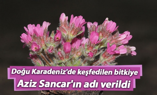 Doğu Karadeniz'de keşfedilen bitkiye Aziz Sancar'ın adı verildi