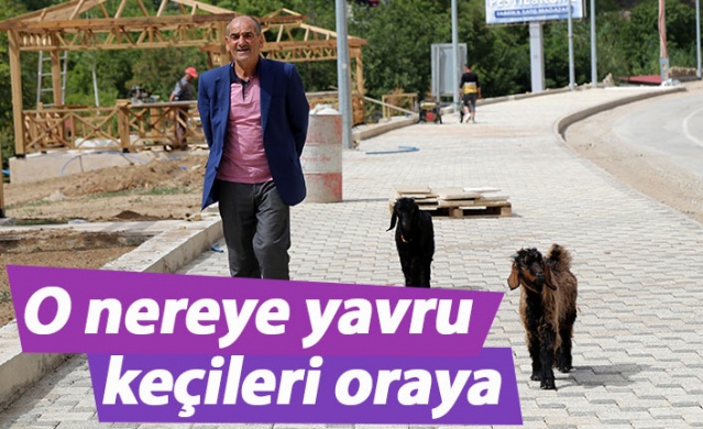 O nereye yavru keçileri oraya