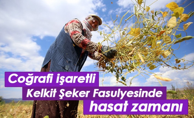 Coğrafi işaretli Kelkit Şeker Fasulyesinde hasat zamanı