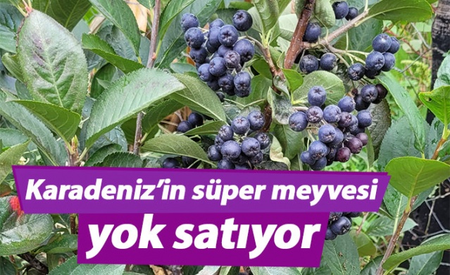 Karadeniz’in süper meyvesi yok satıyor