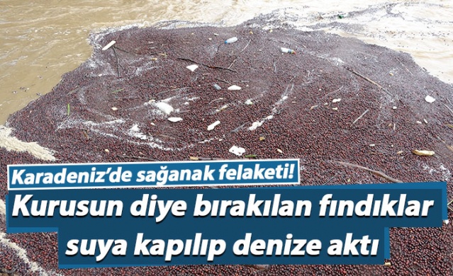 Karadeniz'de sağanak felaketi! Kurusun diye bırakılan fındıklar...