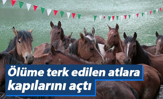 Tırda ölüme terk edilen atlara kapılarını açtı