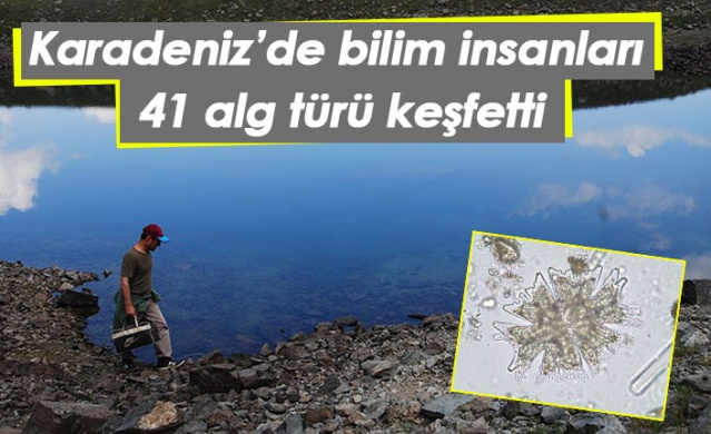 Karadeniz'de bilim insanları 41 alg türü keşfetti