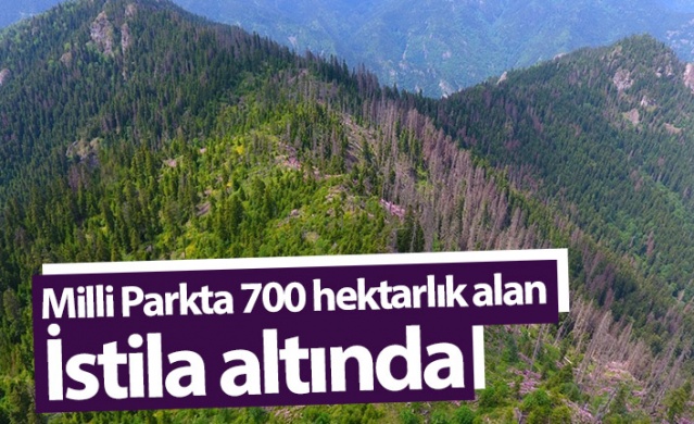 Artvin'de Milli Parkta 700 hektarlık alan istila altında