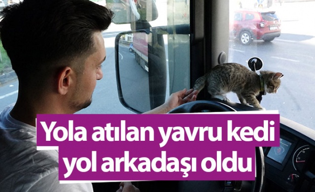 Trabzonlu TIR şoförünün yol arkadaşı 'kedi'