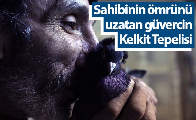 Sahibinin ömrünü uzatan güvercin: Kelkit Tepelisi. Foto Haber