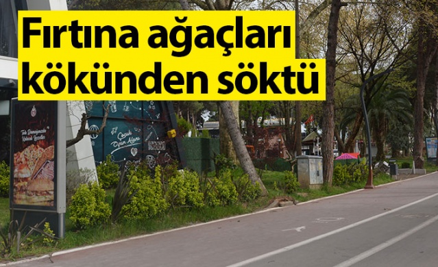 Ordu'da fırtına ağaçları kökünden söktü. Foto Galeri