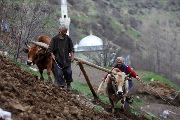 Gümüşhane'de zorlu şartlara rağmen karasaban ile üretime devam ediyorlar. Foto Galeri