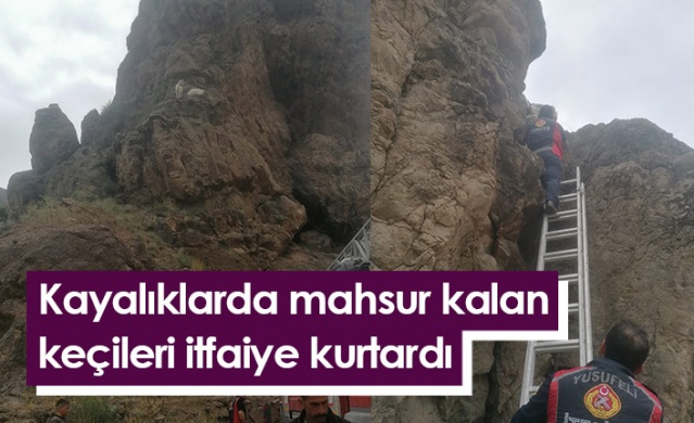 Artvin'de kayalıklarda mahsur kalan keçiler itfaiye ekipleri tarafından kurtardı. Foto Galeri