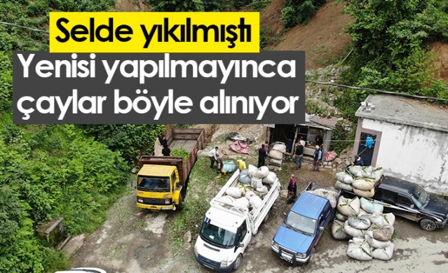 Rize'de selde yıkılmıştı! Yenisi yapılmayınca çaylar böyle alınıyor. Foto Haber