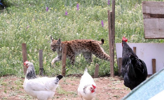 Kümesteki tavuklar tehlikeden son anda kurtuldu. Foto Haber