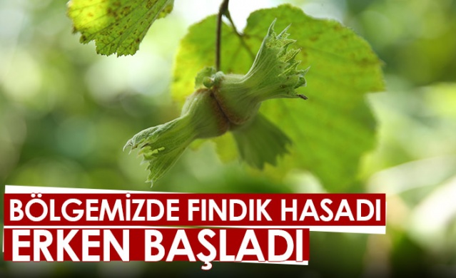 Bölgemizde fındık hasadı erken başladı. Foto Haber