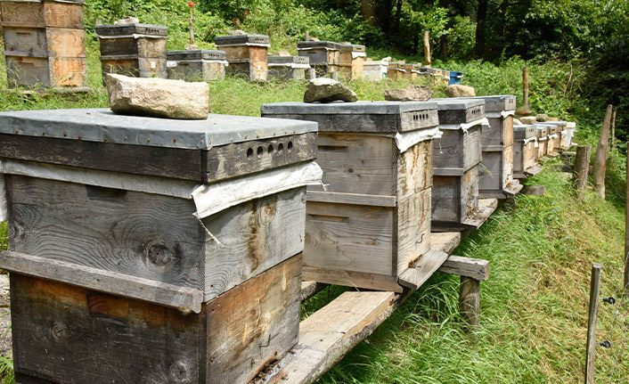 Artvin’de bal ormanları arıcıların hizmetine açılmaya devam ediyor