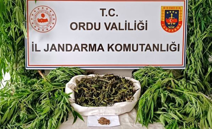 Ordu’da uyuşturucu ile mücadele çalışmaları sürüyor