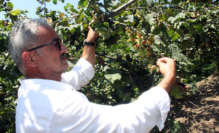 Fındıkta randıman ve kalite için hasat uyarısı