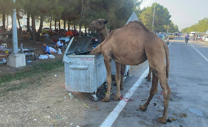 Samsun'da başıboş develer sahile indi