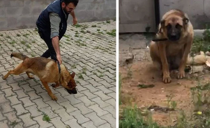 Trabzon'da bekçiyi ısıran köpek karantinaya alındı