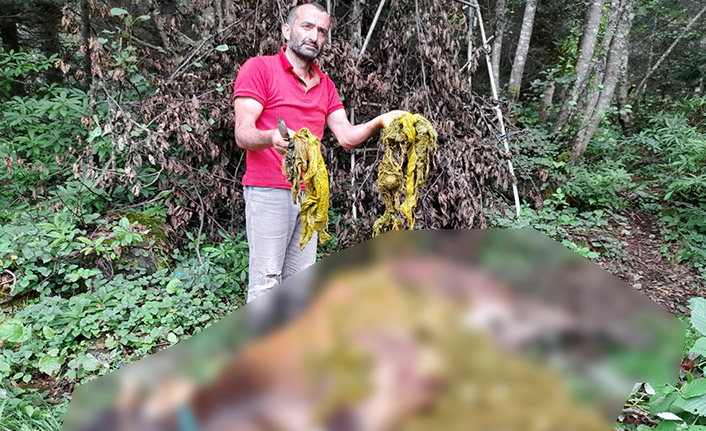 Rize'de doğaya bırakılan çöpler bir ineğin ölümüne neden oldu