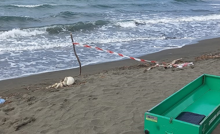 İnanılmaz olay! Karadeniz'de sahile kafatası vurdu