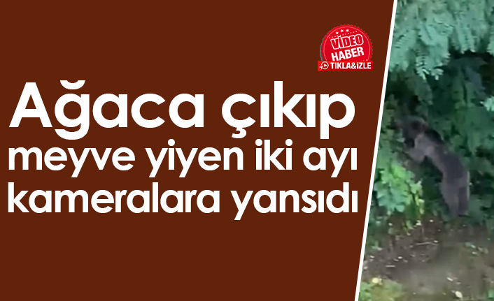 Ağaca çıkıp meyve yiyen iki ayı kameralara yansıdı