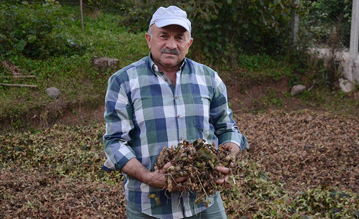 Annesinin kaybolan altın dişleri için 2 ton fındık veriyor