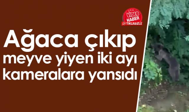 Ağaca çıkıp meyve yiyen iki ayı kameralara yansıdı. Video Haber