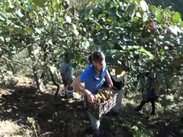 Türkiye’nin en fazla kivi üretilen 2. ilinde hasat zamanı