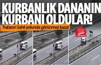 Kurbanlık Dana trafik kazasına neden oldu