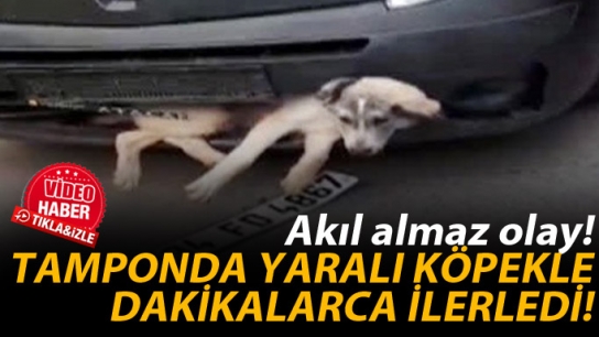 Tamponda köpekle dakikalarca ilerledi