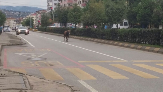 Trabzon'da Kurbanlık operasyonu: Trafiğin içine daldı