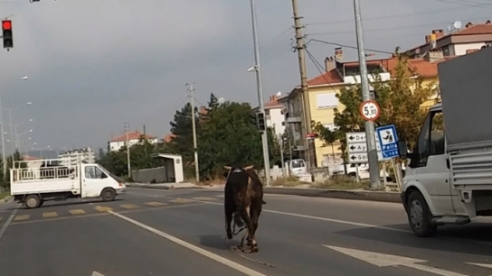 Boğa trafiği birbirine katı