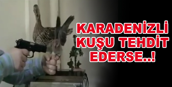 Karadenizli kuşu silahla tehdit ederse!