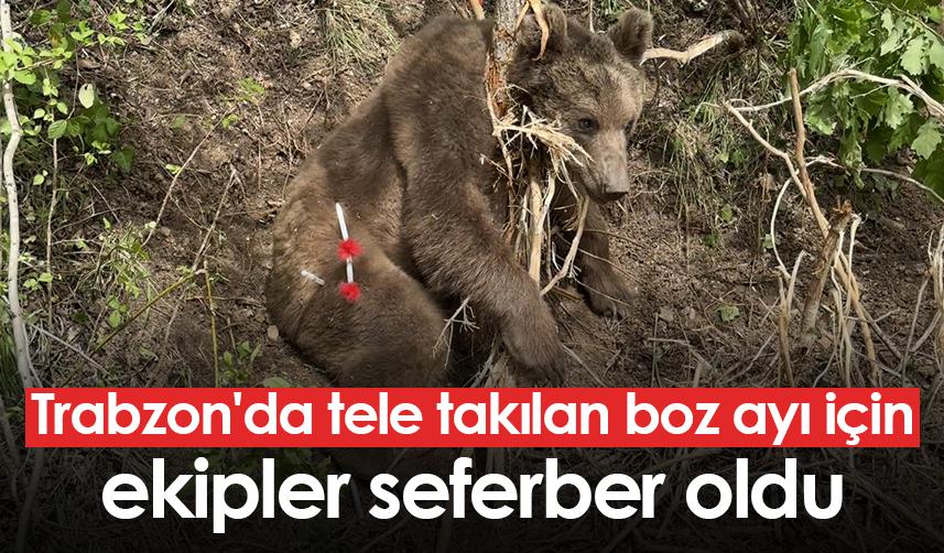 Trabzon'da tele takılan boz ayı için ekipler seferber oldu