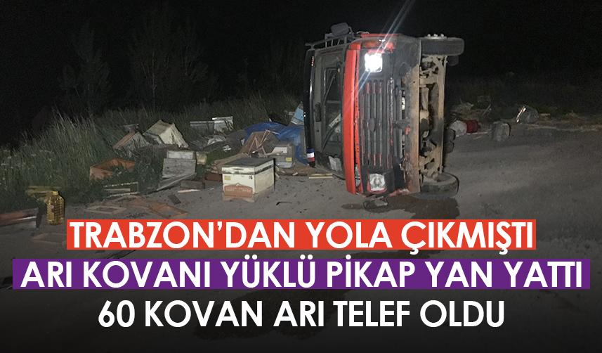 Gümüşhane'de arı kovanı yüklü pikap yan yattı! 60 kovan arı telef oldu